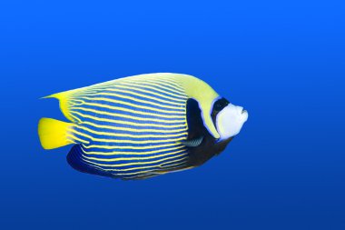 Angelfish clipart