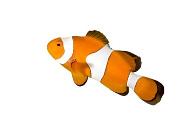 Clownfish clipart