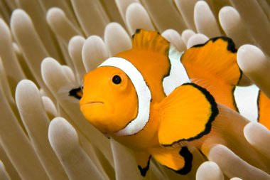 Clown Anemonefish clipart