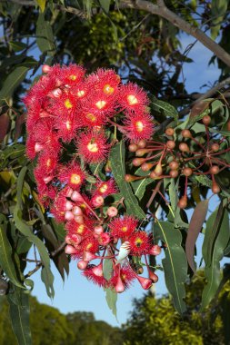 Red Gum Tree Flowers clipart