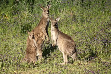 Doğu gri kanguru aile
