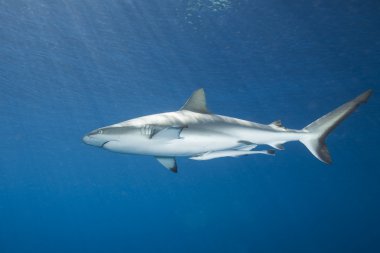 Güneş ışınları ve hafif bir yansıma yüzeyi ile sığ suda gri resif veya balina avcısı köpekbalığı, yüzme. bir ince suckerfish veya ekli remora