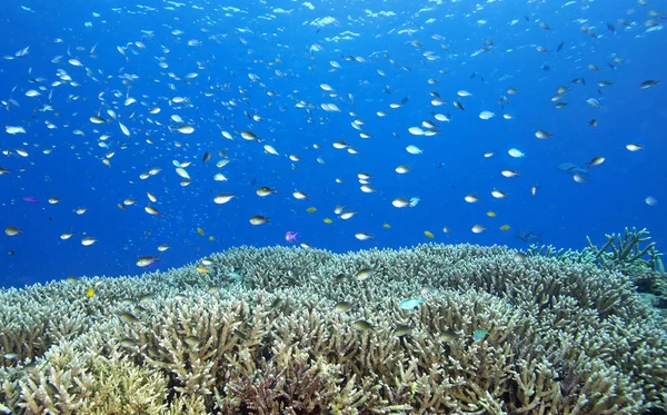 Pesci tropicali e coralli sulla barriera corallina — Foto Stock