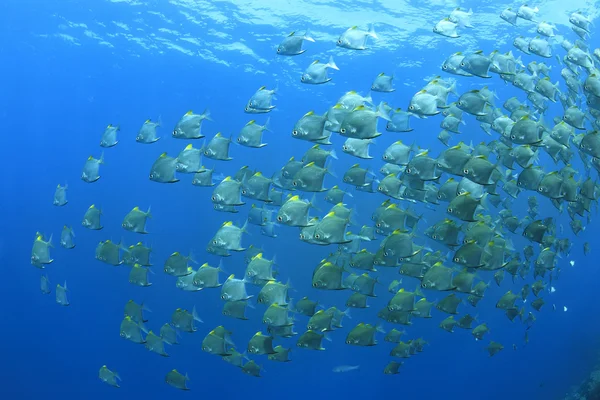 Eine Schule Von Dartfischen Oder Diamantenfischen Die Unter Wasser Schwimmen — Stockfoto