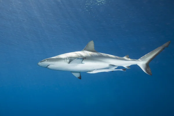 Stock image A grey reef, or whaler shark, swimming in shallow water, with sunbeams and a slight reflection on the surface. There is a slender suckerfish, or remora attached