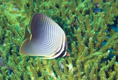 Butterflyfish