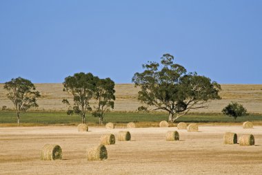 Haybales in a paddock in outback Australia clipart