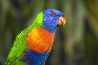 Rainbow Lorikeet clipart