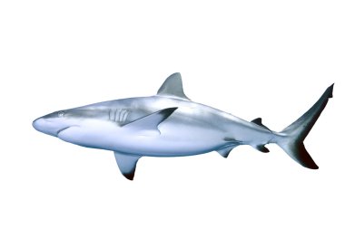 Shark isolated on white clipart