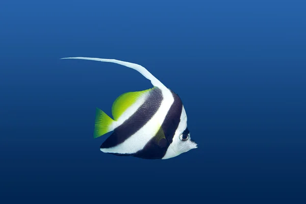 Bannerfish — Stock Photo, Image