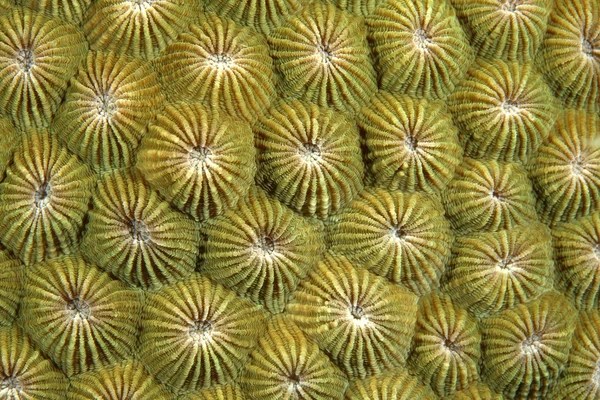 Pólipos de coral — Fotografia de Stock