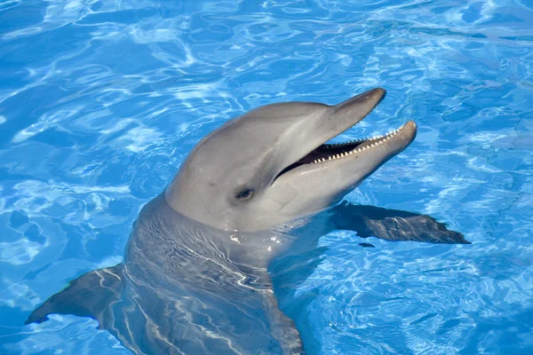 Bottlenose Dolphin — Stock Photo, Image