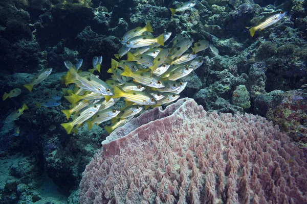 Fish with Barrel Sponge — Stock Photo, Image