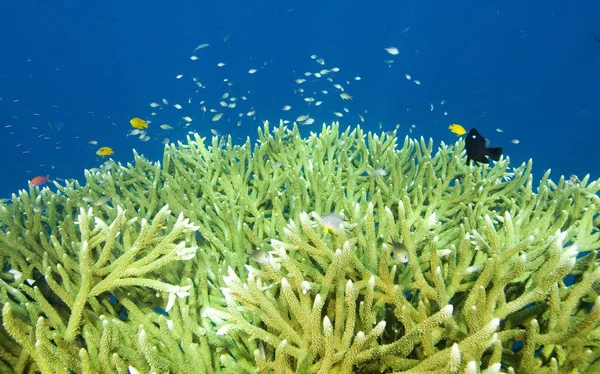 硬珊瑚和鱼 — 图库照片
