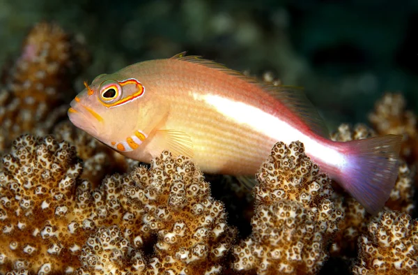 Peixe-falcão em coral — Fotografia de Stock