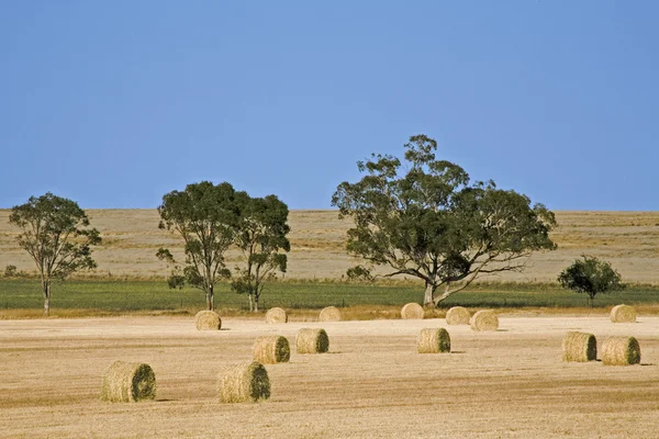 stock image Haybales in a paddock in outback Australia