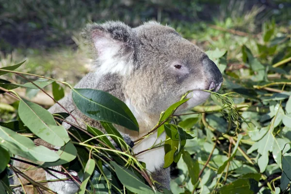 stock image Koala eating a gum leaf