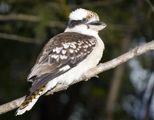 stock image Kookaburra