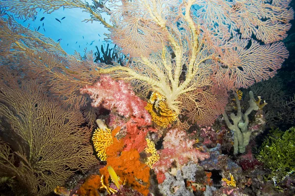 珊瑚礁景观 — 图库照片