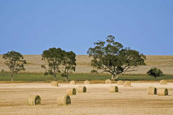在内陆地区澳大利亚牧场 Haybales 图库图片
