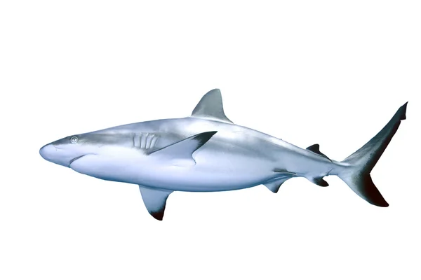 Hai isoliert auf Weiß Stockbild