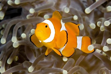 Clownfish clipart