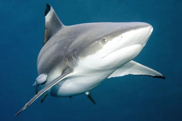Blacktip Reef Shark — Stock Photo, Image