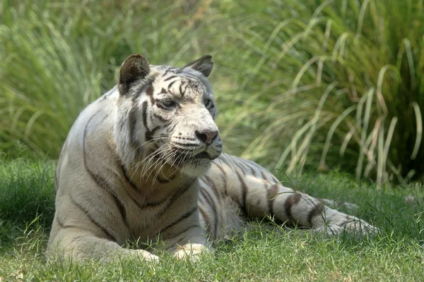 stock image White Tiger