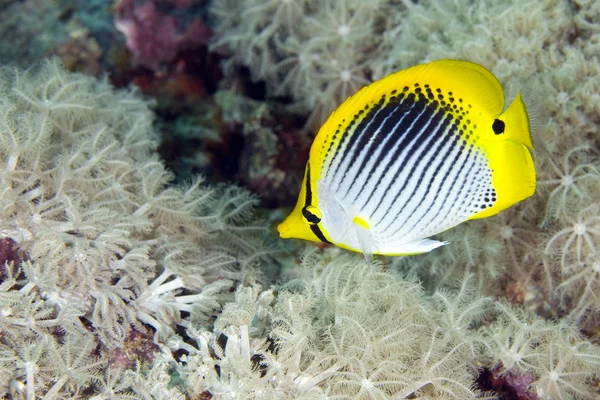 Butterflyfish Stock Image