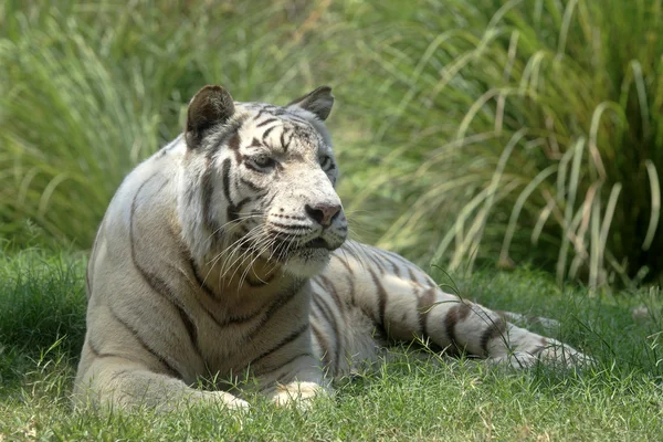 Witte tijger Stockafbeelding