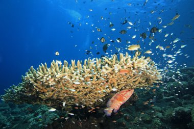 Balık ve mercan ile reefscene