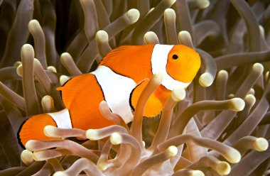 Clown Anemonefish clipart