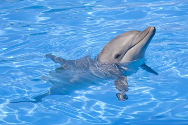 Bottlenose Dolphin clipart