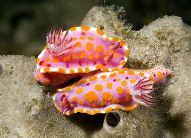 Nudibranchs