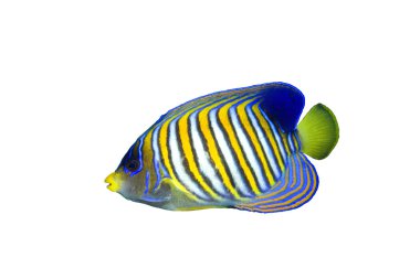 Regal Angelfish clipart