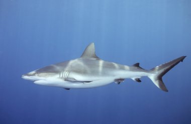 Shark swimming underwater clipart