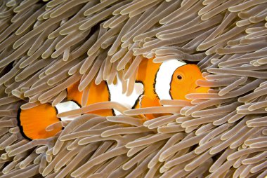 Clownfish clipart