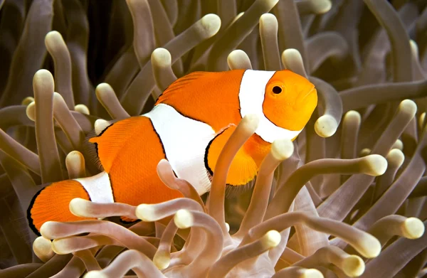 小丑 anemonefish — 图库照片