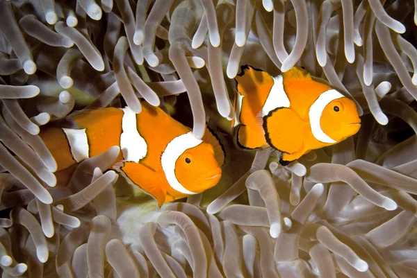 Dos Clownfish — Foto de Stock