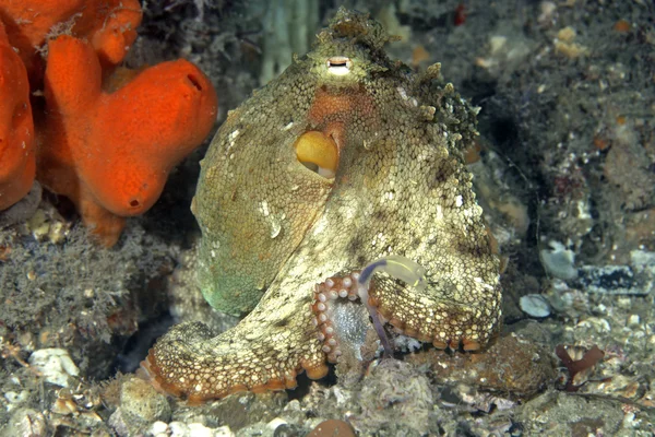 Stock image Octopus