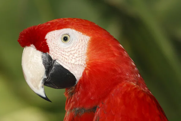 Kızıl papağan.