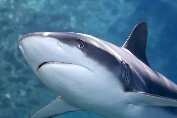 Grijs-Kreekhaai haai — Stockfoto