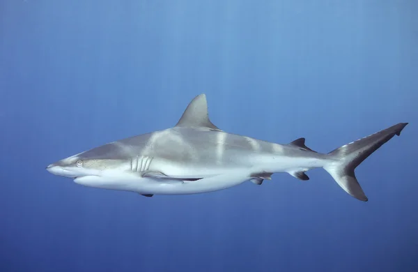 Haai zwemmen onder water — Stockfoto