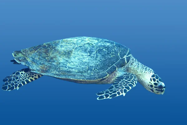 Havssköldpaddan — Stockfoto
