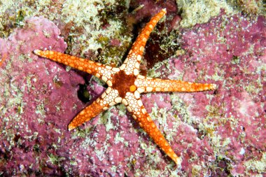 Starfish clipart