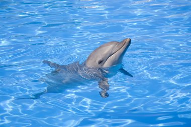 Bottlenose Dolphin clipart