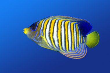 Regal Angelfish clipart