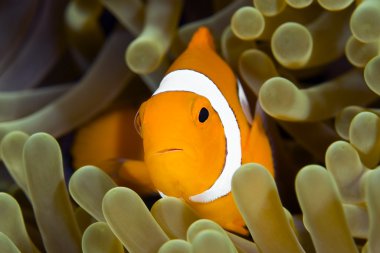 Palyaço anemonefish