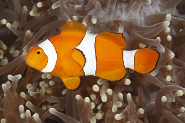 Clown Anemonefish clipart