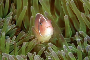 pembe anemonefish